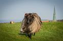 11 schaap